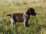 Trois chiots Chien d'Arrêt Allemand à Poil Dur mâles LOF à vendre
