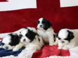 À vendre,  4 chiots Shih Tzu mâles LOF nés en avril 2026