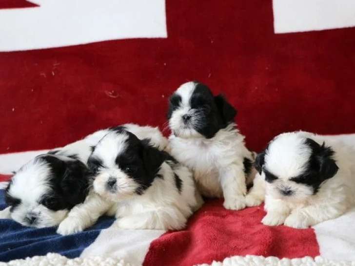 À vendre,  4 chiots Shih Tzu mâles LOF nés en avril 2026