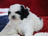 À vendre,  4 chiots Shih Tzu mâles LOF nés en avril 2026