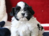 À vendre,  4 chiots Shih Tzu mâles LOF nés en avril 2026
