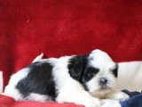 À vendre,  4 chiots Shih Tzu mâles LOF nés en avril 2026