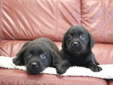 2 chiots Retriever du Labrador noirs mâles LOF nés avril 2026 à vendre