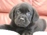 2 chiots Retriever du Labrador noirs mâles LOF nés avril 2026 à vendre