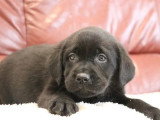2 chiots Retriever du Labrador noirs mâles LOF nés avril 2026 à vendre