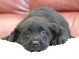 2 chiots Retriever du Labrador noirs mâles LOF nés avril 2026 à vendre
