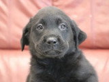 2 chiots Retriever du Labrador noirs mâles LOF nés avril 2026 à vendre