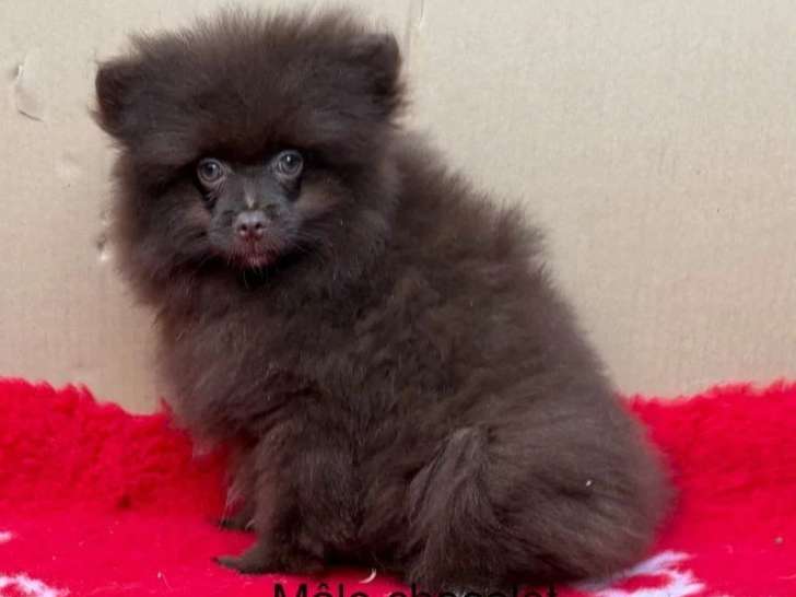 Chiot Spitz Nain Poméranien mâle chocolat non LOF à vendre