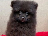 Chiot Spitz Nain Poméranien mâle chocolat non LOF à vendre