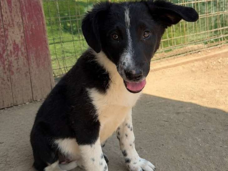 Puffy, chiot roumain à adopter en association