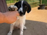 Puffy, chiot roumain à adopter en association