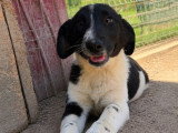 Puffy, chiot roumain à adopter en association