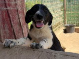 Puffy, chiot roumain à adopter en association