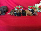 Portée de 7 Cocker Spaniel Anglais LOF à réserver mai 2026