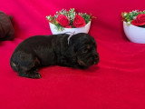 Portée de 7 Cocker Spaniel Anglais LOF à réserver mai 2026