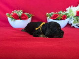 Portée de 7 Cocker Spaniel Anglais LOF à réserver mai 2026