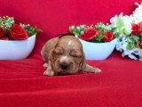 Portée de 7 Cocker Spaniel Anglais LOF à réserver mai 2026