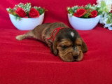 Portée de 7 Cocker Spaniel Anglais LOF à réserver mai 2026