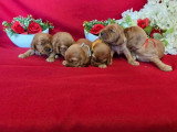 6 chiots Cocker Spaniel Anglais golden LOF à réserver