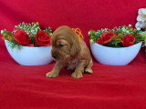 6 chiots Cocker Spaniel Anglais golden LOF à réserver