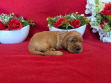 6 chiots Cocker Spaniel Anglais golden LOF à réserver