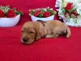 6 chiots Cocker Spaniel Anglais golden LOF à réserver