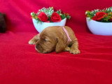6 chiots Cocker Spaniel Anglais golden LOF à réserver