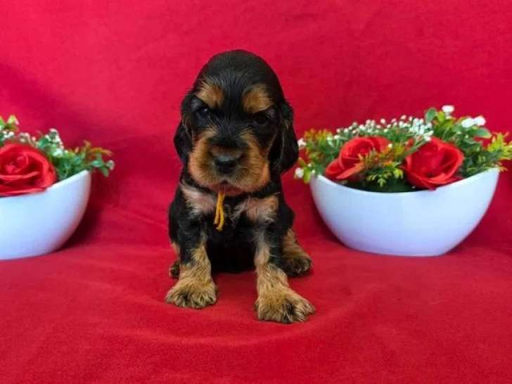 À réserver : 4 chiots Cocker Spaniel Anglais LOF nés en mai 2026