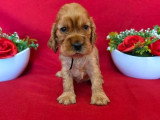 À réserver : 4 chiots Cocker Spaniel Anglais LOF nés en mai 2026