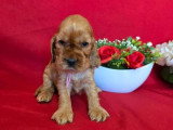 À réserver : 4 chiots Cocker Spaniel Anglais LOF nés en mai 2026