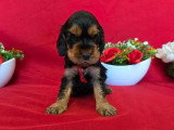 À réserver : 4 chiots Cocker Spaniel Anglais LOF nés en mai 2026