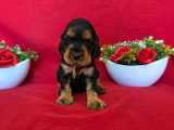 À réserver : 4 chiots Cocker Spaniel Anglais LOF nés en mai 2026