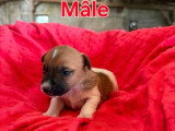 4 chiots Jack Russell Terrier non LOF nés en mai 2026