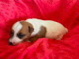 4 chiots Jack Russell Terrier non LOF nés en mai 2026