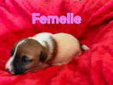 4 chiots Jack Russell Terrier non LOF nés en mai 2026