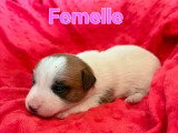 4 chiots Jack Russell Terrier non LOF nés en mai 2026