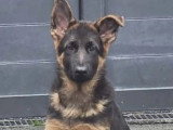 Chiot Berger Allemand mâle poil court à vendre inscrit au LOF