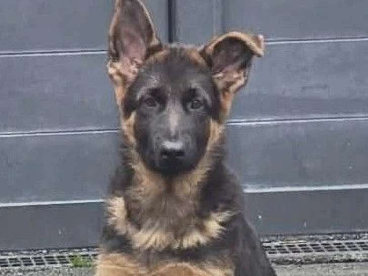 Chiot Berger Allemand mâle poil court à vendre inscrit au LOF