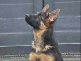 Chiot Berger Allemand mâle poil court à vendre inscrit au LOF