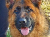 Chiot Berger Allemand mâle poil court à vendre inscrit au LOF
