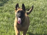 5 chiots Berger Belge Malinois LOF à réserver
