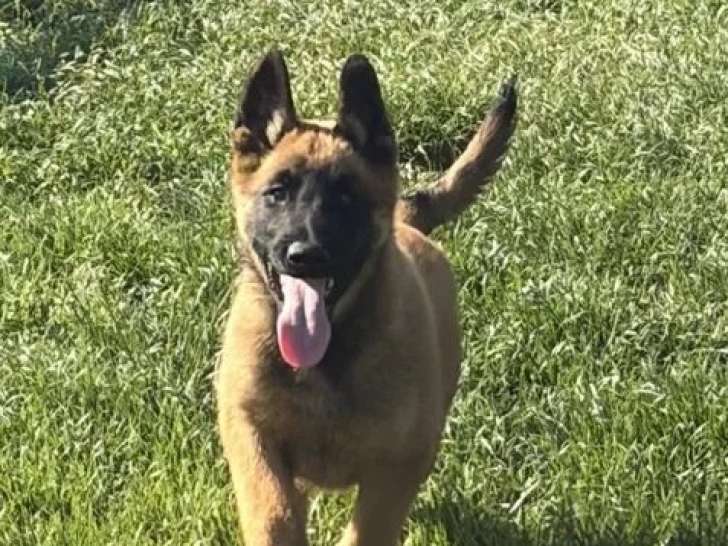 5 chiots Berger Belge Malinois LOF à réserver