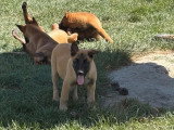 5 chiots Berger Belge Malinois LOF à réserver