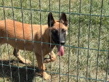 5 chiots Berger Belge Malinois LOF à réserver