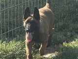 5 chiots Berger Belge Malinois LOF à réserver