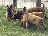 5 chiots Berger Belge Malinois LOF à réserver