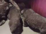 3 chiots mâles Berger Allemand noirs LOF à réserver