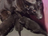 3 chiots mâles Berger Allemand noirs LOF à réserver