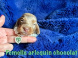 3 chiots femelles Teckel Nain Poil Long non LOF de juin 2026 à réserver