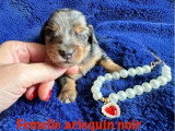3 chiots femelles Teckel Nain Poil Long non LOF de juin 2026 à réserver